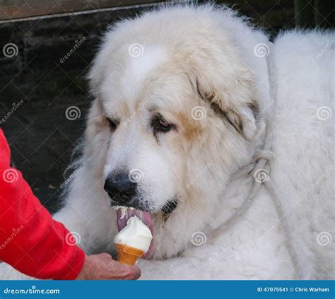 perro lamiendo coños|Perro gigante lame el coño de una rubia .